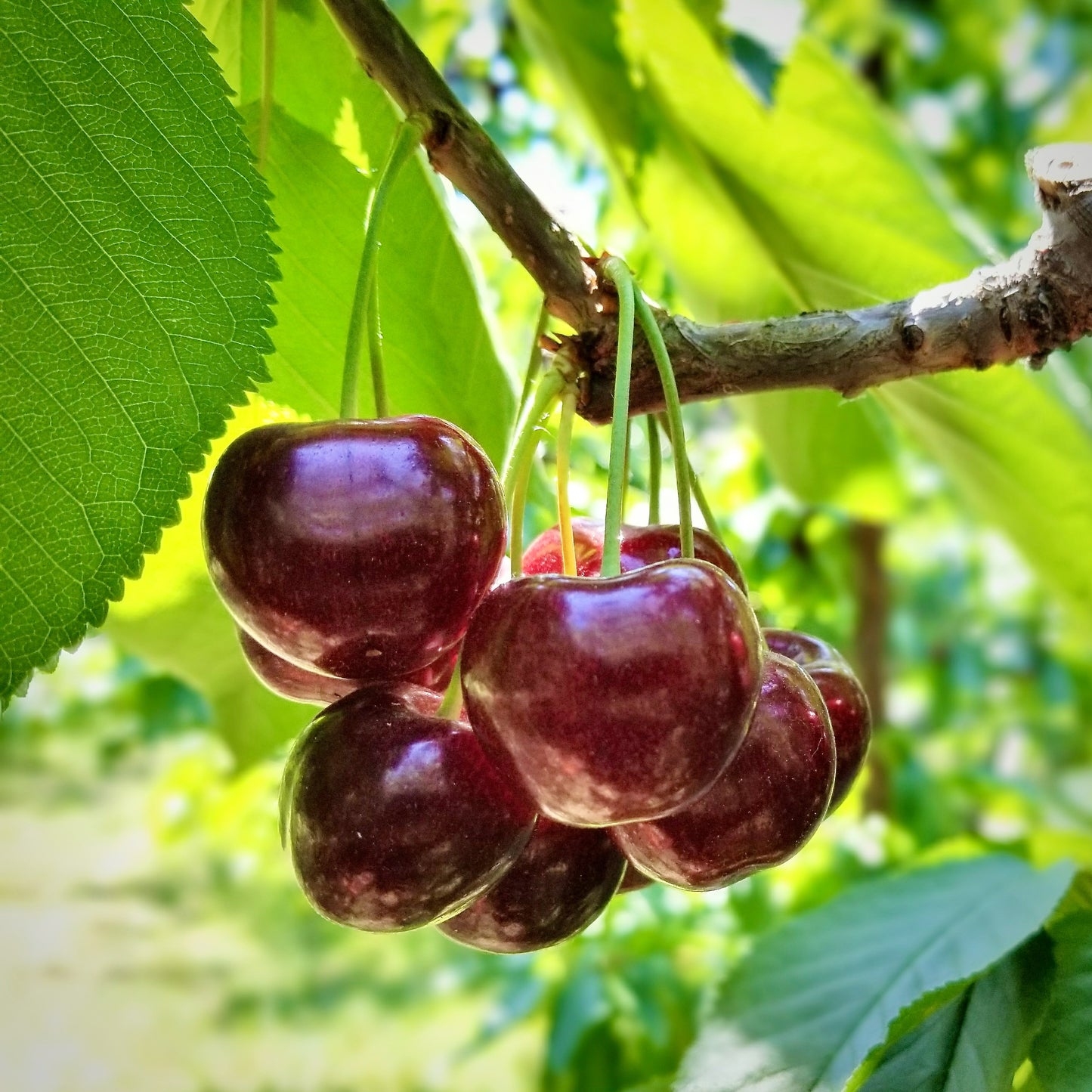 Cherry "Lapin" Potted