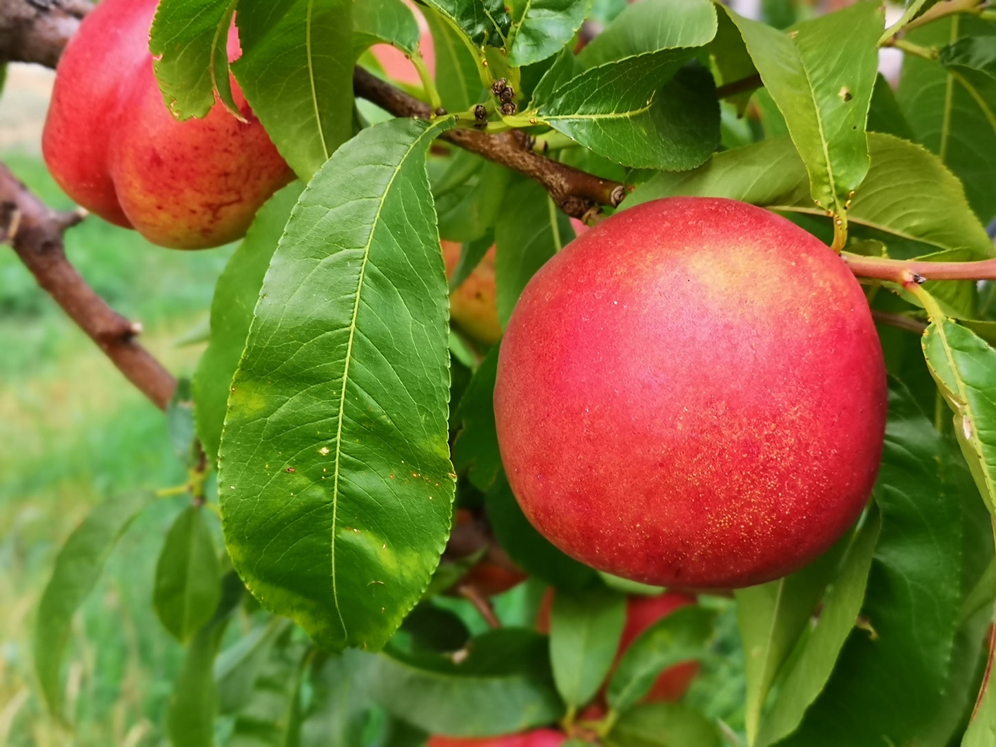Nectarine "Red Gold" Potted (3 Gal)