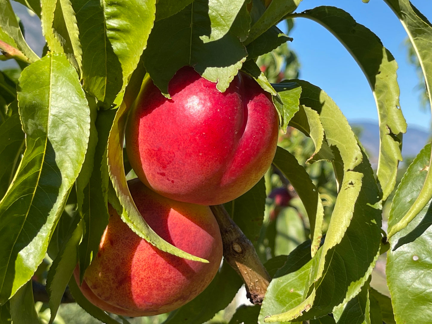 Nectarine "Sunglo" Potted (3 Gal)