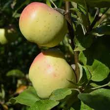 Apple "Calville Blanc d'Hiver" Potted (3 Gal)