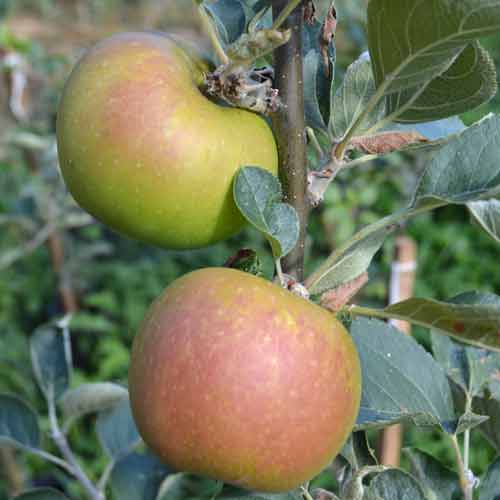Apple "Roxbury Russet" Potted (3 Gal)
