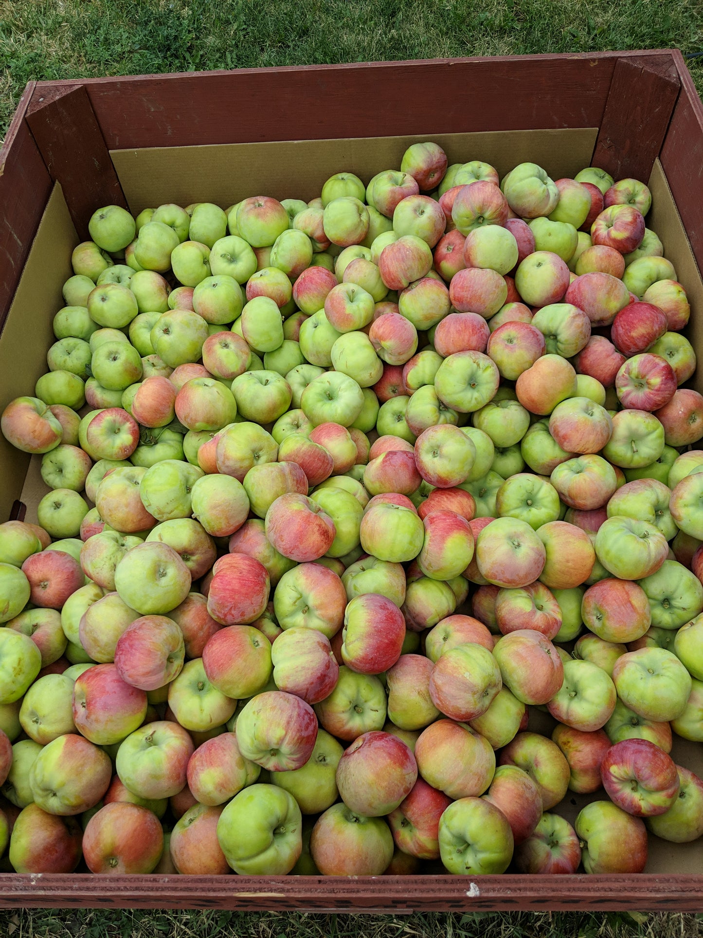 Apple "Wynoochee Early" Potted (3 Gal)