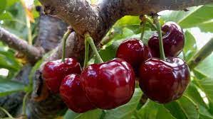 Cherry "Skeena" Potted