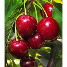 Cherry "Van"
