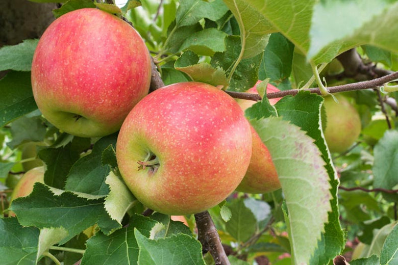 Apple "Jonagold"