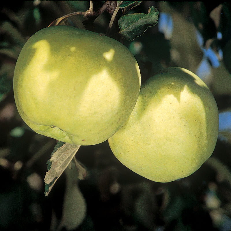 Apple "Transparent" Potted (3 Gal)