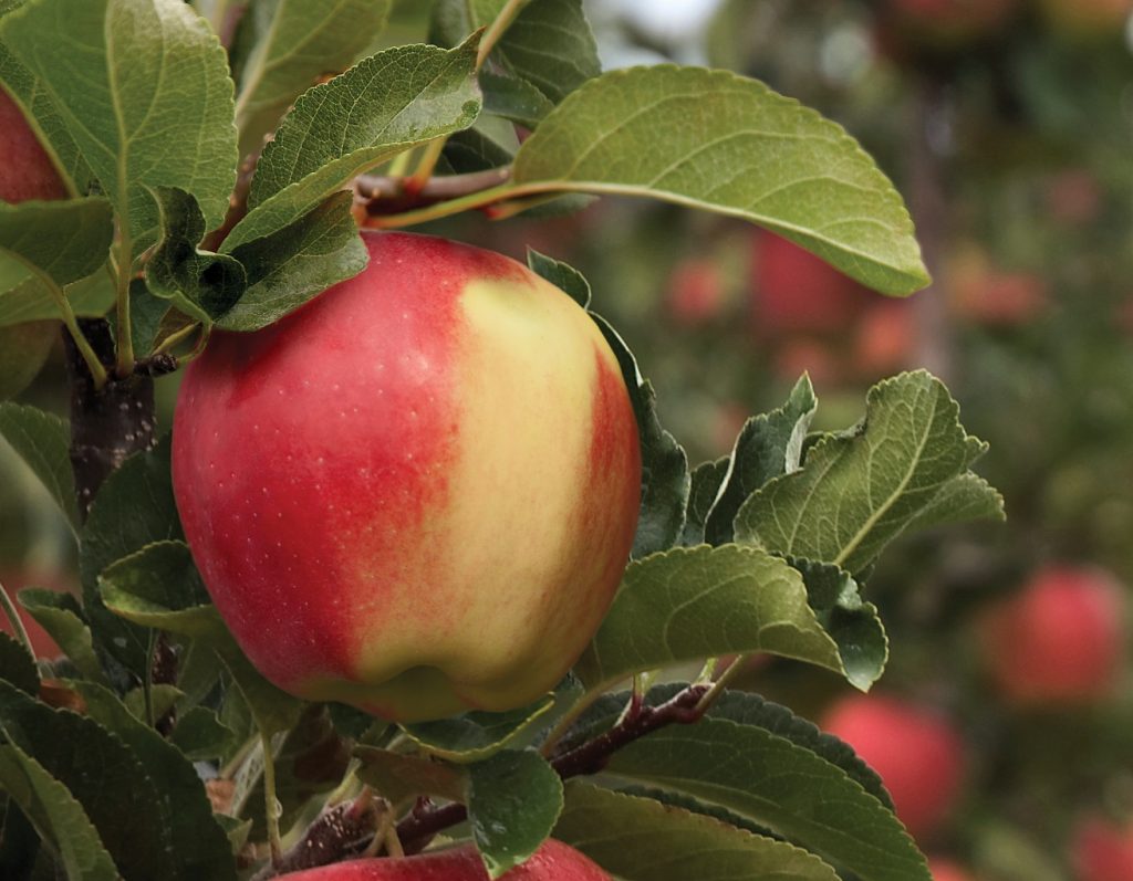 Apple "Ambrosia"