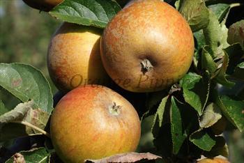 Apple "Ashmead's Kernel"