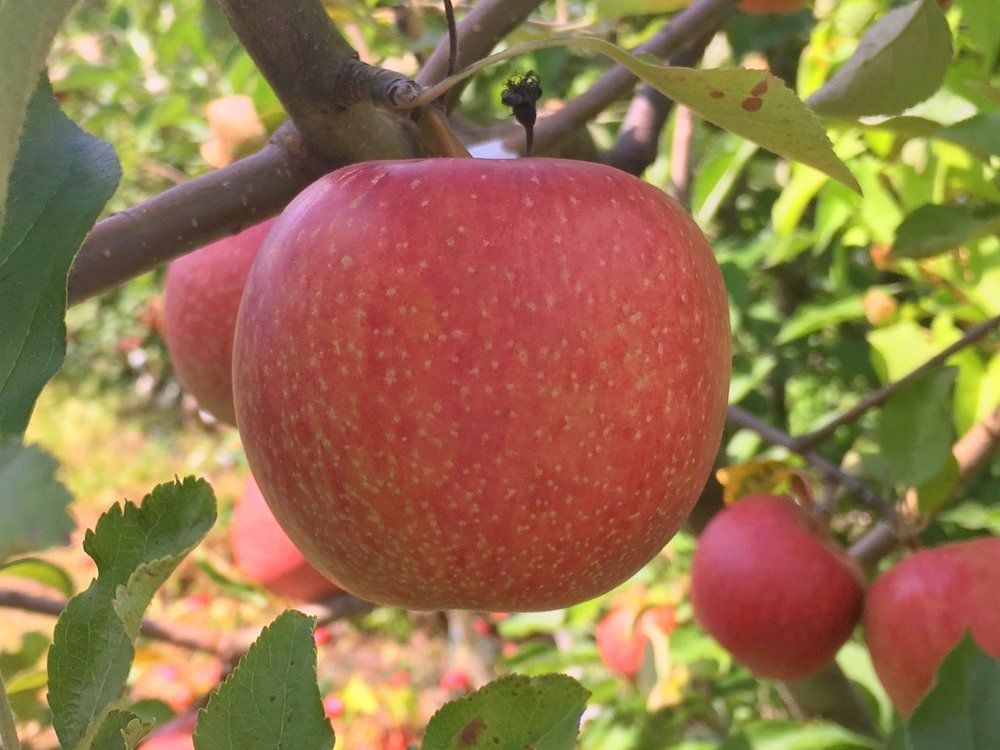 Apple "Esopus Spitzenburg" Similkameen Nurseries Ltd.