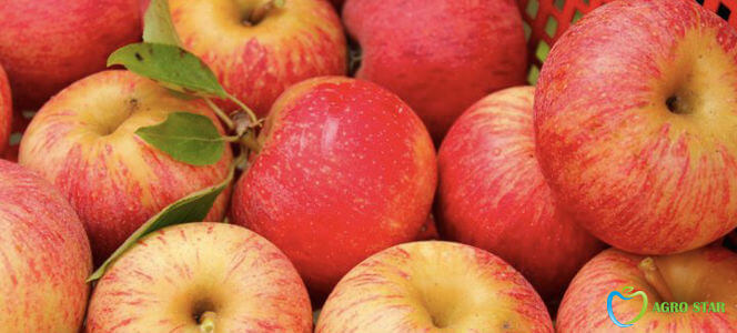 Apple "Gala (Brookfield)"