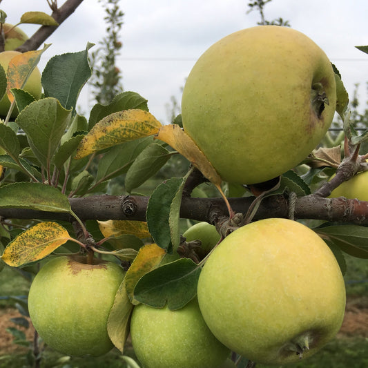 Apple "Michelin" Potted (3 Gal)
