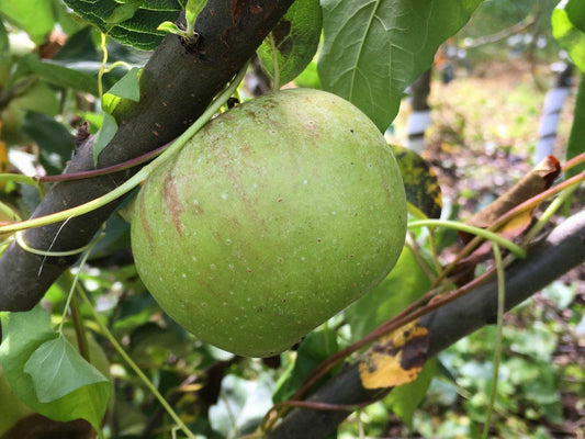 Apple "Muscadet de Dieppe"