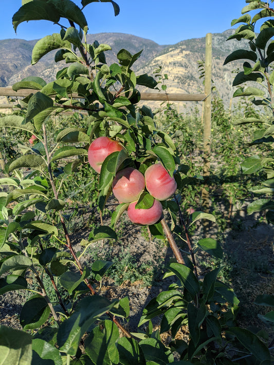 Apple "Summerland Red Mac" Potted (3 Gal)