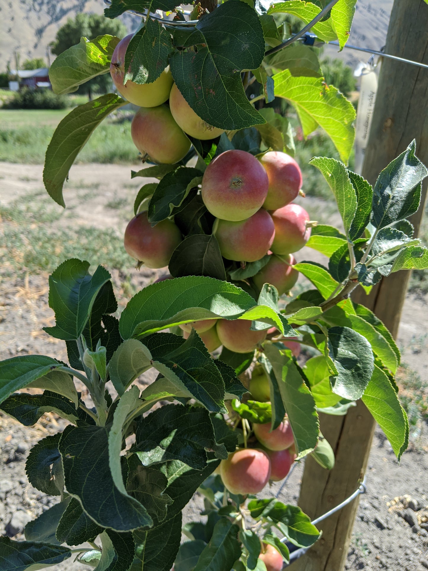 Apple "Wickson Crab" Potted (3 Gal)
