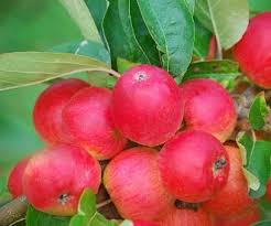 Apple "Wickson Crab" Potted (3 Gal)