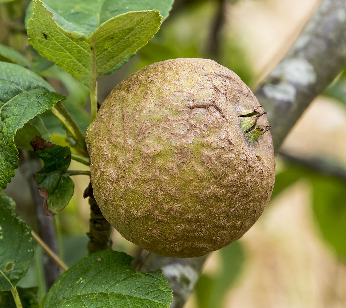 Apple "Knobby Russet"