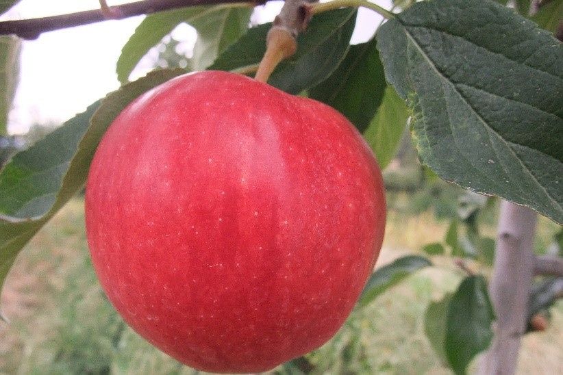 1. All Apple Trees