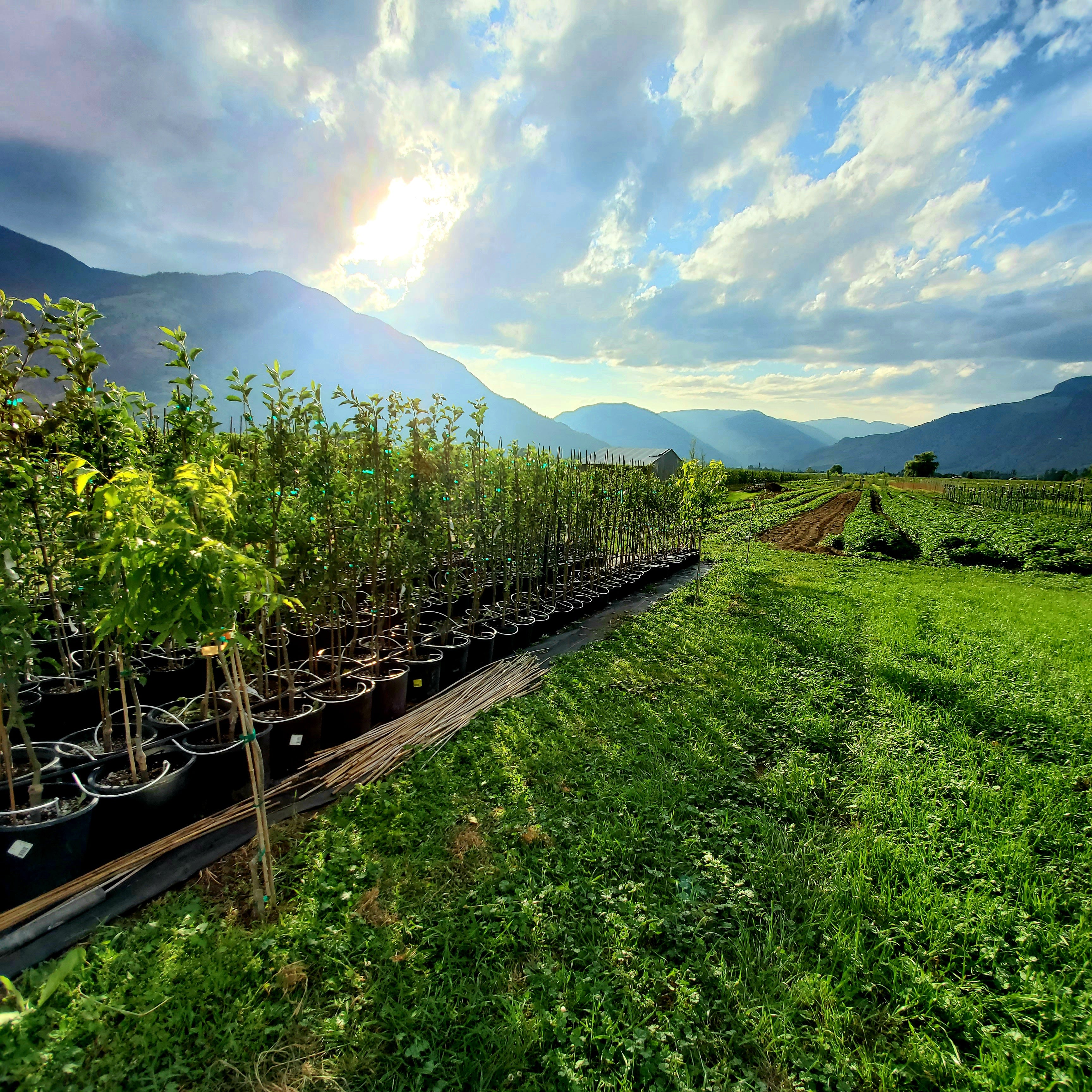 3. Potted Trees – Similkameen Nurseries Ltd.