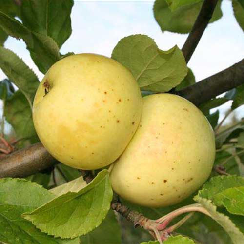 Apple "Bulmer's Norman" Potted (3 Gal)