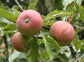 Apple "Chisel Jersey" Potted (3 Gal)