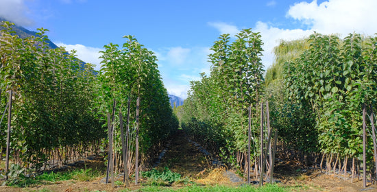 DSCF1637.jpg