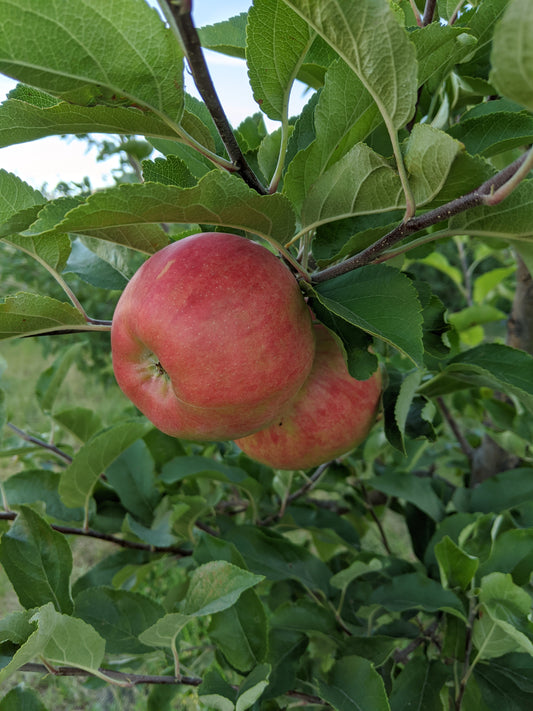 Apple "Elstar" Potted (3 Gal)