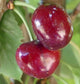 Cherry "Bing"