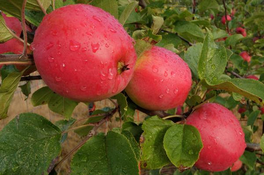 Apple "Harry Masters Jersey" Potted (3 Gal)