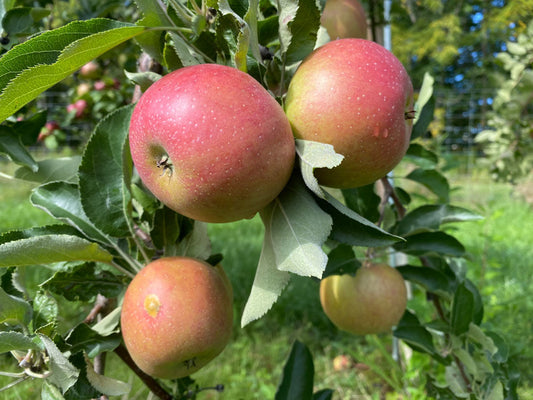 Apple "King" Potted (3 Gal)