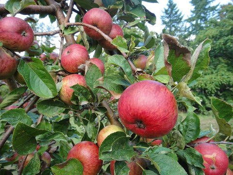 Apple "Marechal" Potted (3 Gal)