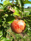 Apple "Roxbury Russet" Potted (3 Gal)