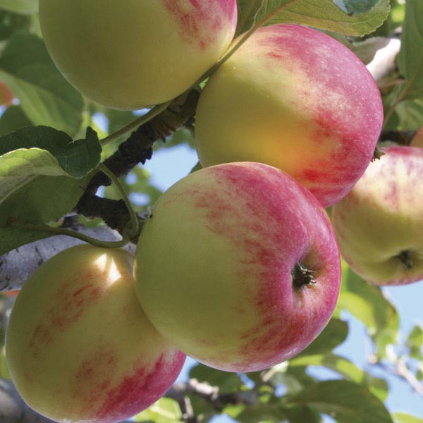 Apple "Wealthy" Potted (3 Gal)