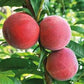 Peach "P.F. 24C" Potted (3 Gal)