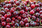 Cherry "Sonata"