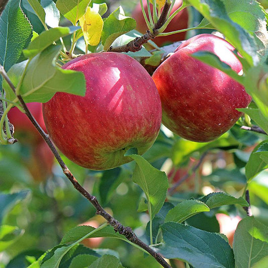 Apple "Fuji" Potted (3 Gal)