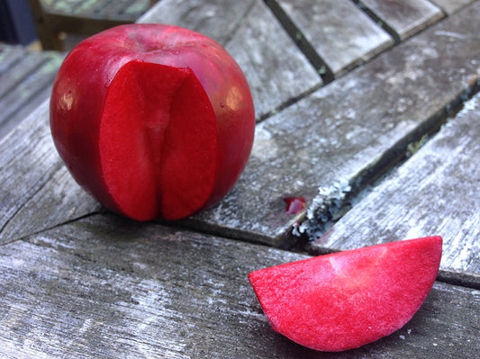 Apple "Winekist" Potted (3 Gal)