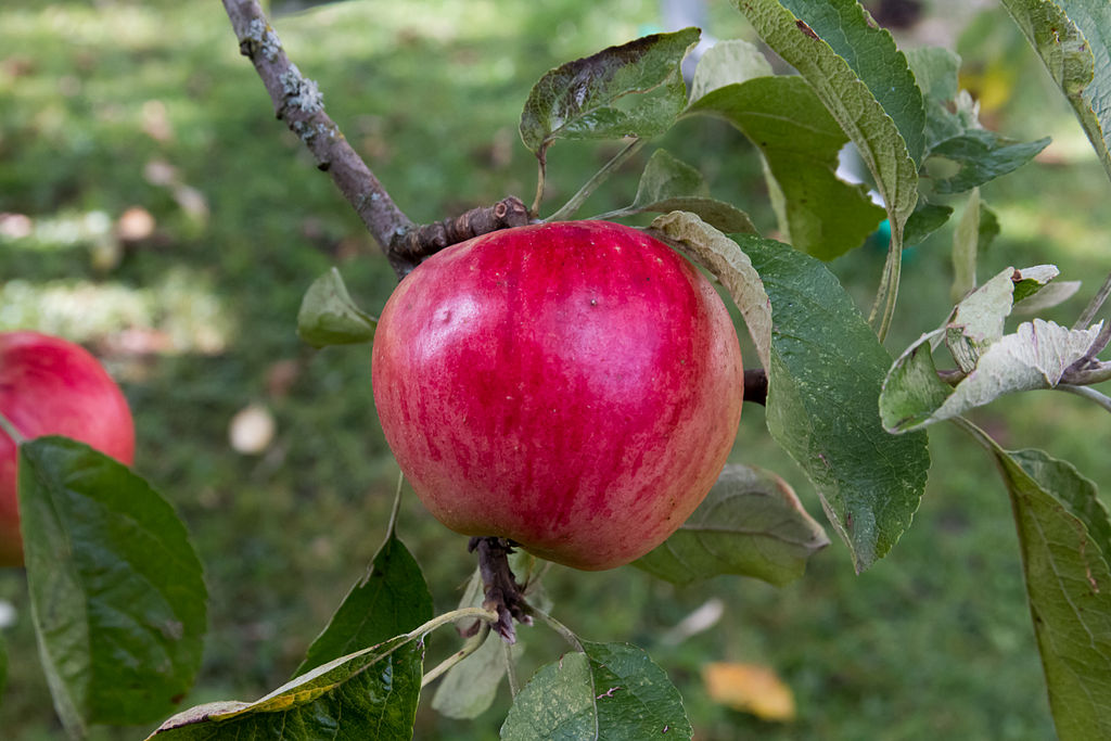 Apple "Akane" Potted (3 Gal)