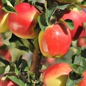 Apple "Ambrosia"