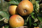 Apple "Ashmead's Kernel"