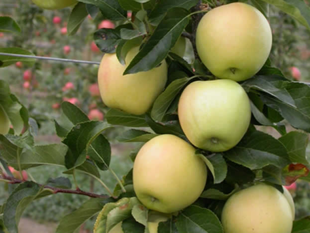 6. Culinary Apples