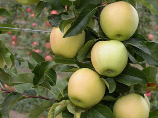 Apple "Aurora Golden Gala" Potted (3 Gal)