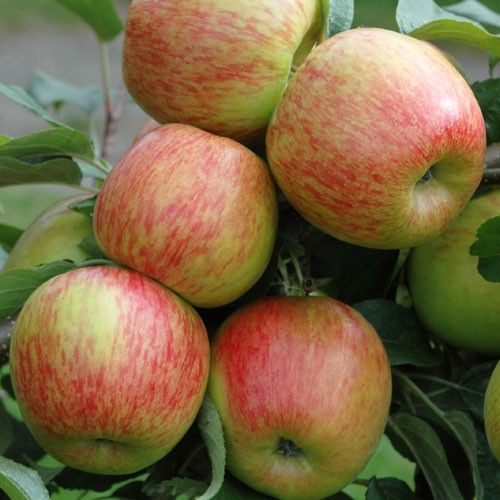 Apple "Braeburn"