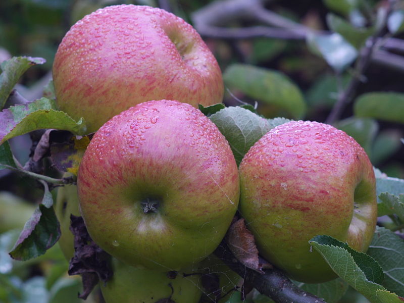 Apple "Bramley's Seedling"