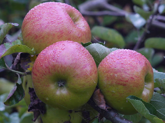 Apple "Bramley's Seedling"