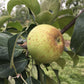 Apple "Brown Snout"