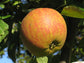 Apple "Cox Orange Pippin"