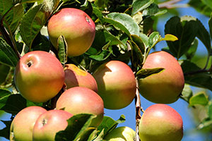 Apple "Domaine" Potted (3 Gal)