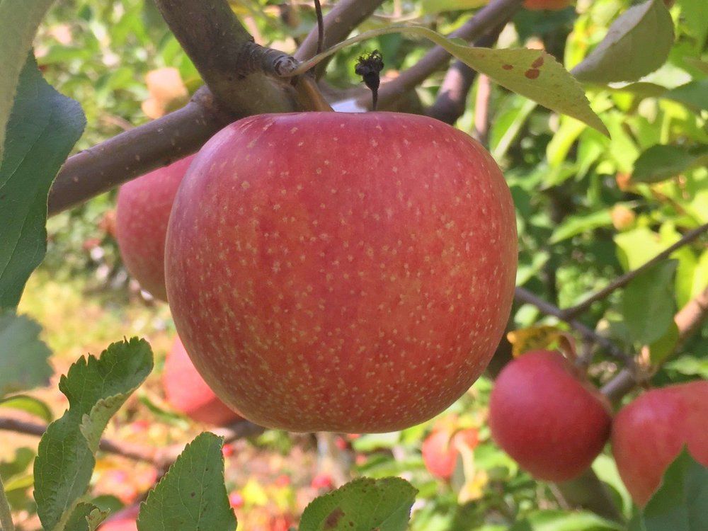 Apple "Esopus Spitzenburg"
