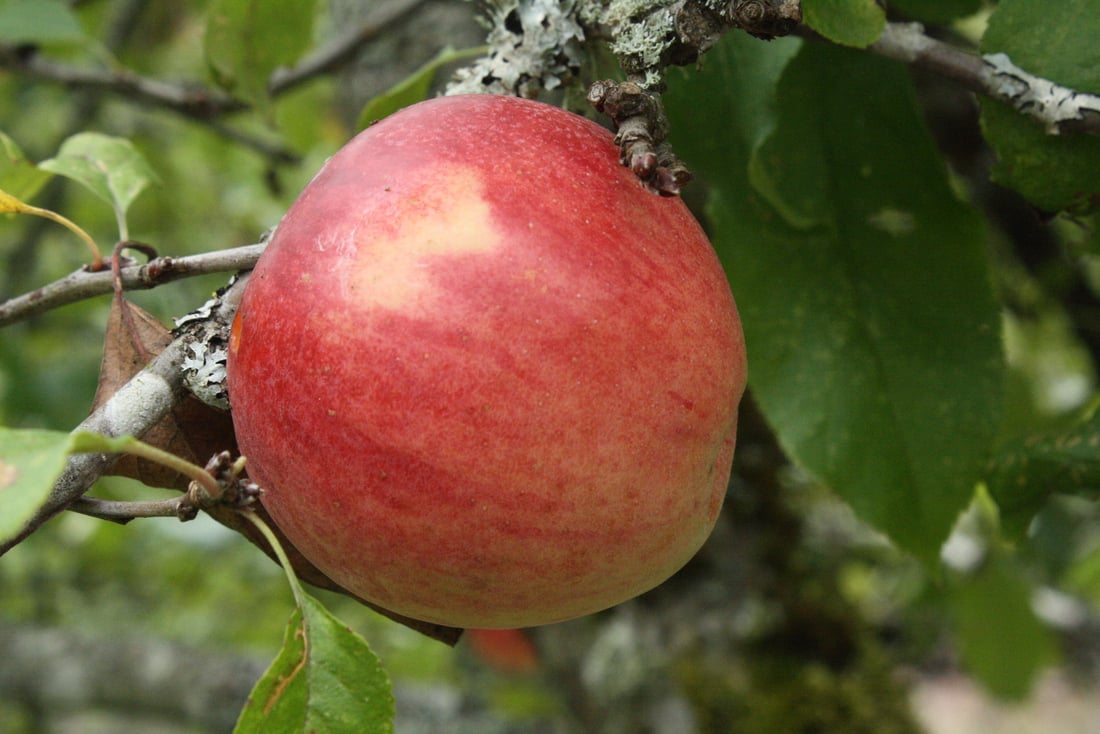 All Trees – Similkameen Nurseries Ltd.