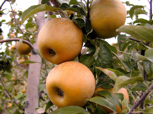 Apple "Golden Russet" Potted (3 Gal)